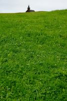 Schwab Kräuter-/Gräserrasen